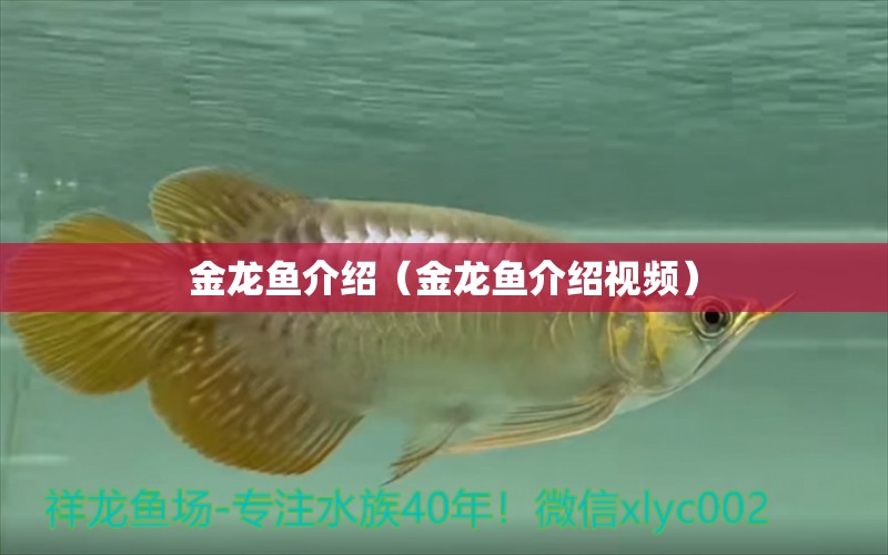 金龍魚介紹（金龍魚介紹視頻） 赤焰中國虎魚