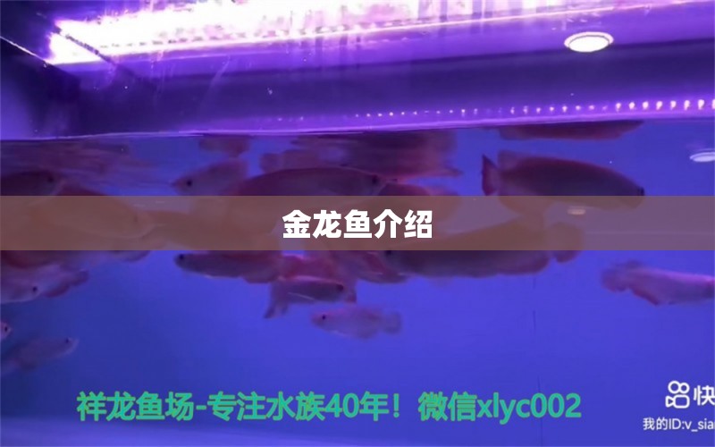 金龍魚(yú)介紹 龍魚(yú)百科 第1張