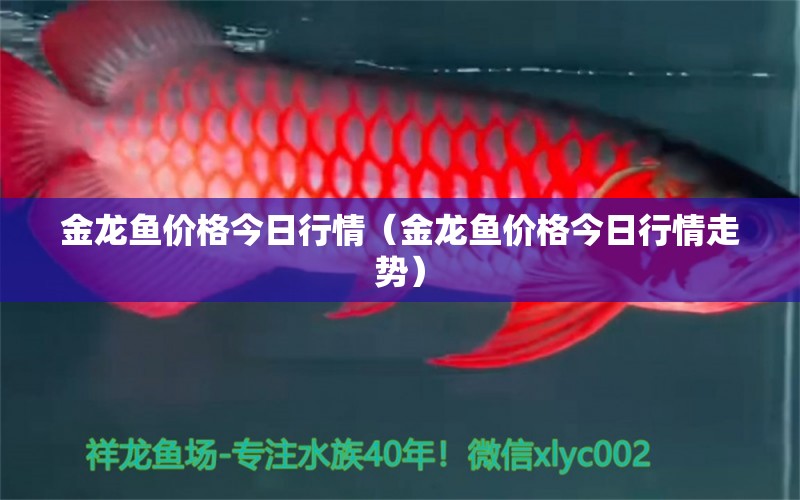 金龍魚(yú)價(jià)格今日行情（金龍魚(yú)價(jià)格今日行情走勢(shì)） 祥龍水族醫(yī)院