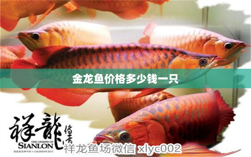 金龍魚價(jià)格多少錢一只