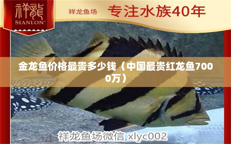 金龍魚價格最貴多少錢（中國最貴紅龍魚7000萬）