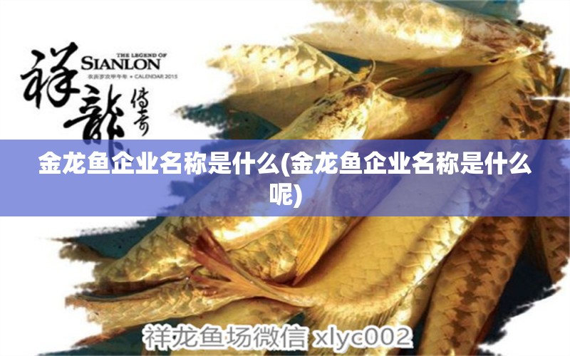 金龍魚企業(yè)名稱是什么(金龍魚企業(yè)名稱是什么呢) 藍(lán)底過背金龍魚 第1張