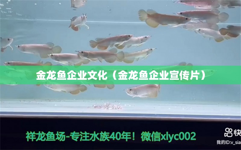 金龍魚(yú)企業(yè)文化（金龍魚(yú)企業(yè)宣傳片）