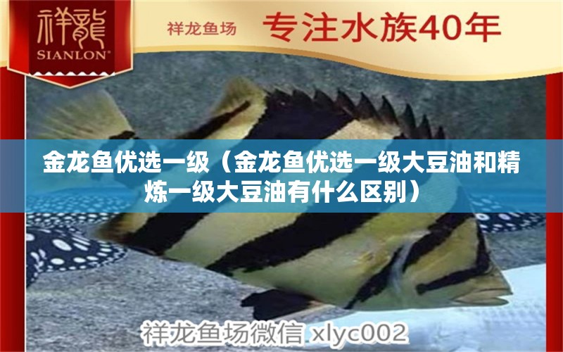 金龍魚(yú)優(yōu)選一級(jí)（金龍魚(yú)優(yōu)選一級(jí)大豆油和精煉一級(jí)大豆油有什么區(qū)別） 觀賞魚(yú)批發(fā)