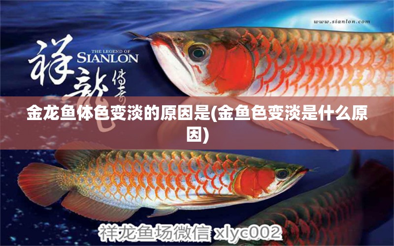 金龍魚體色變淡的原因是(金魚色變淡是什么原因) 過背金龍魚 第2張