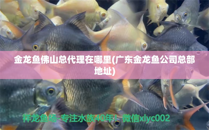 金龍魚佛山總代理在哪里(廣東金龍魚公司總部地址) 女王大帆魚