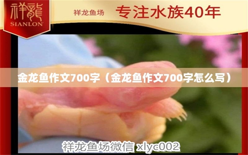 金龍魚作文700字（金龍魚作文700字怎么寫） 祥龍水族醫(yī)院