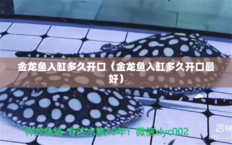 金龍魚入缸多久開口（金龍魚入缸多久開口最好） 觀賞魚市場（混養(yǎng)魚）