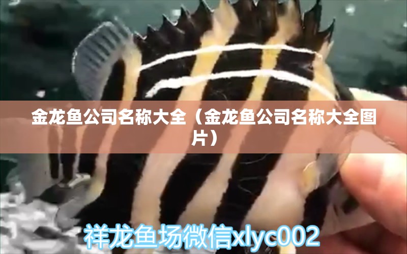 金龍魚公司名稱大全（金龍魚公司名稱大全圖片）