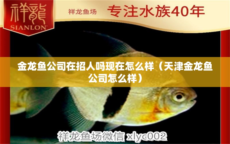 金龍魚公司在招人嗎現(xiàn)在怎么樣（天津金龍魚公司怎么樣） 銀古魚苗