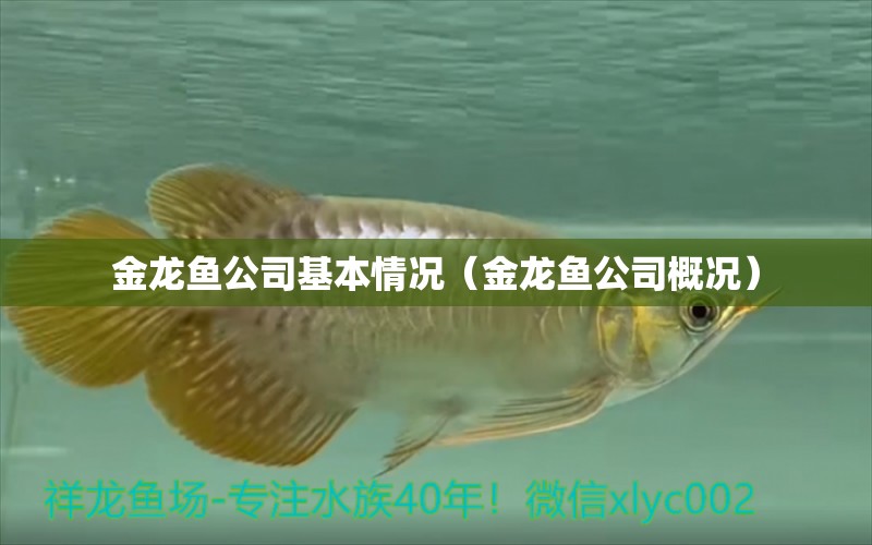 金龍魚公司基本情況（金龍魚公司概況） 觀賞龜/鱉飼料