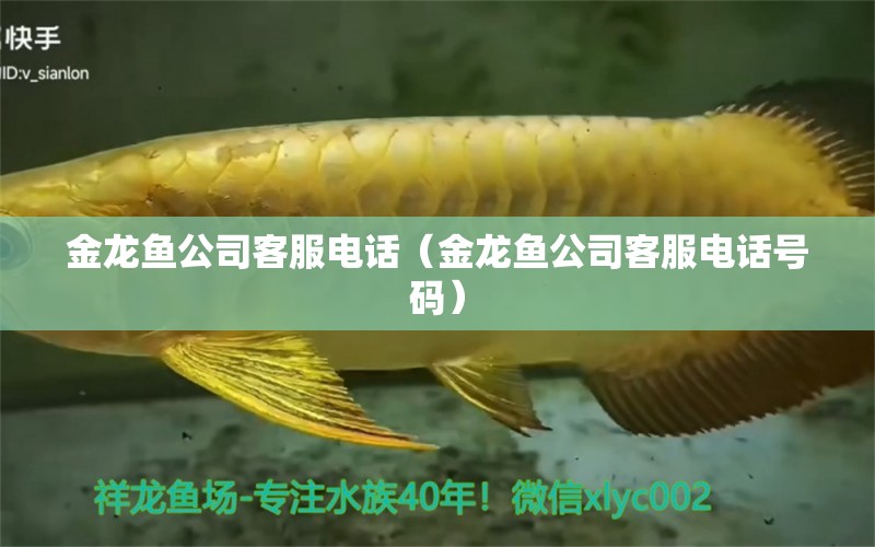 金龍魚公司客服電話（金龍魚公司客服電話號(hào)碼）