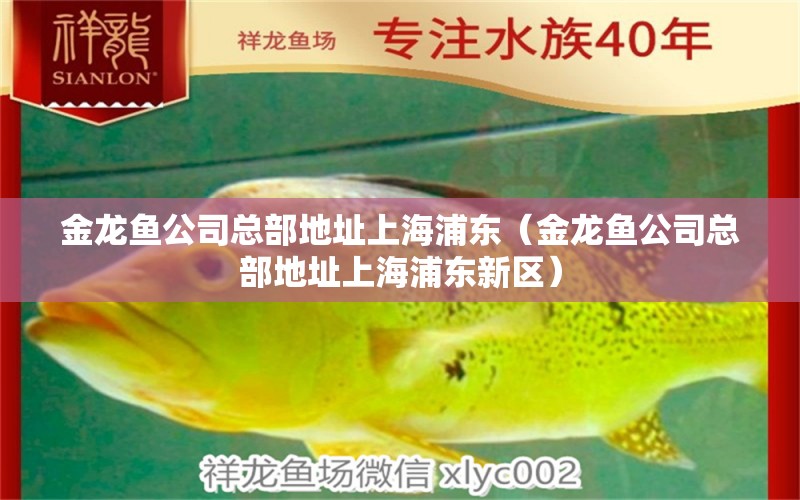 金龍魚公司總部地址上海浦東（金龍魚公司總部地址上海浦東新區(qū)）