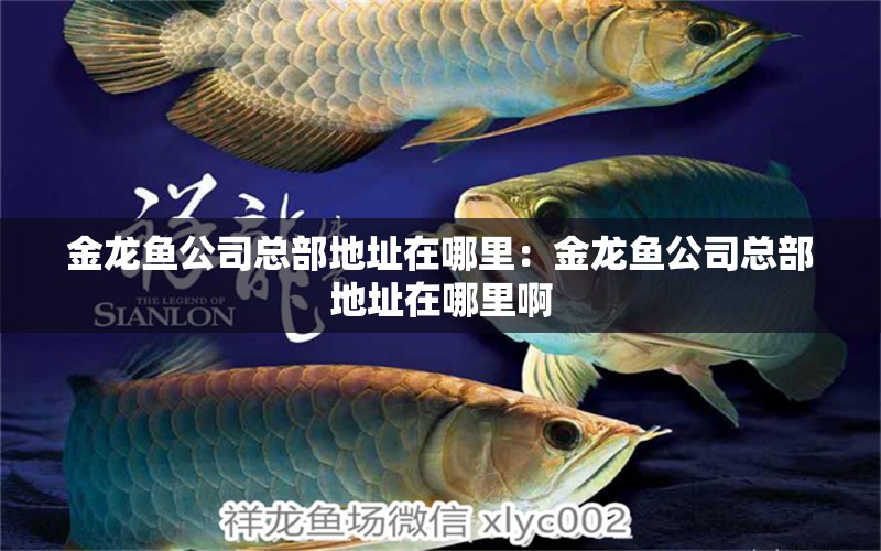 金龍魚公司總部地址在哪里：金龍魚公司總部地址在哪里啊 觀賞魚市場（混養(yǎng)魚）