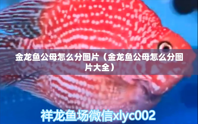 金龍魚(yú)公母怎么分圖片（金龍魚(yú)公母怎么分圖片大全）