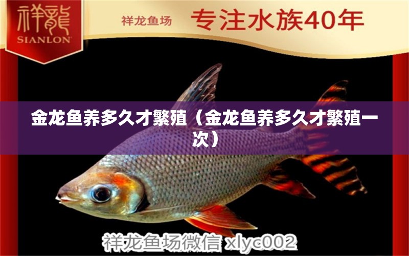 金龍魚養(yǎng)多久才繁殖（金龍魚養(yǎng)多久才繁殖一次） 觀賞魚市場（混養(yǎng)魚）