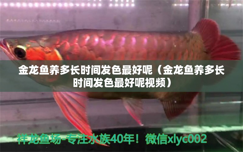 金龍魚養(yǎng)多長(zhǎng)時(shí)間發(fā)色最好呢（金龍魚養(yǎng)多長(zhǎng)時(shí)間發(fā)色最好呢視頻） 觀賞魚水族批發(fā)市場(chǎng)