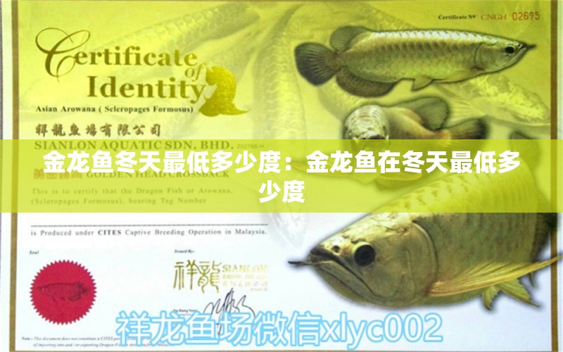 金龍魚冬天最低多少度：金龍魚在冬天最低多少度 龍魚百科 第2張