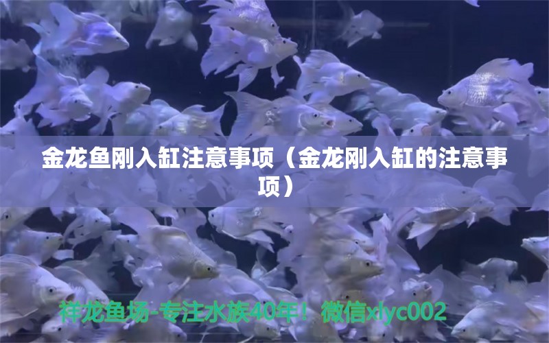 金龍魚剛?cè)敫鬃⒁馐马?xiàng)（金龍剛?cè)敫椎淖⒁馐马?xiàng)） 七彩神仙魚