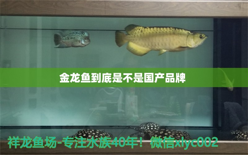 金龍魚(yú)到底是不是國(guó)產(chǎn)品牌  申古銀版魚(yú)