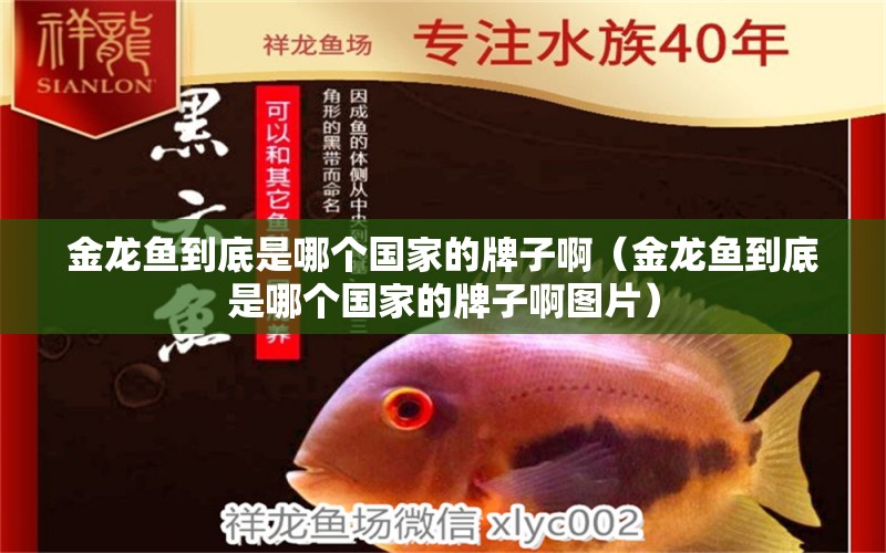 金龍魚到底是哪個(gè)國(guó)家的牌子?。ń瘕堲~到底是哪個(gè)國(guó)家的牌子啊圖片）