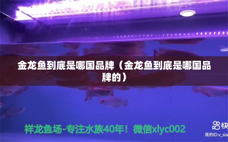 金龍魚(yú)到底是哪國(guó)品牌（金龍魚(yú)到底是哪國(guó)品牌的） 其他品牌魚(yú)缸