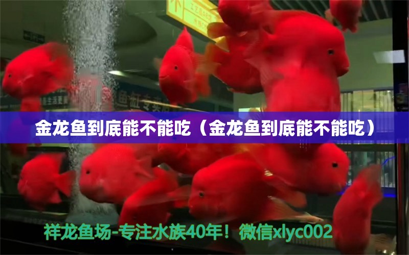 金龍魚到底能不能吃（金龍魚到底能不能吃）