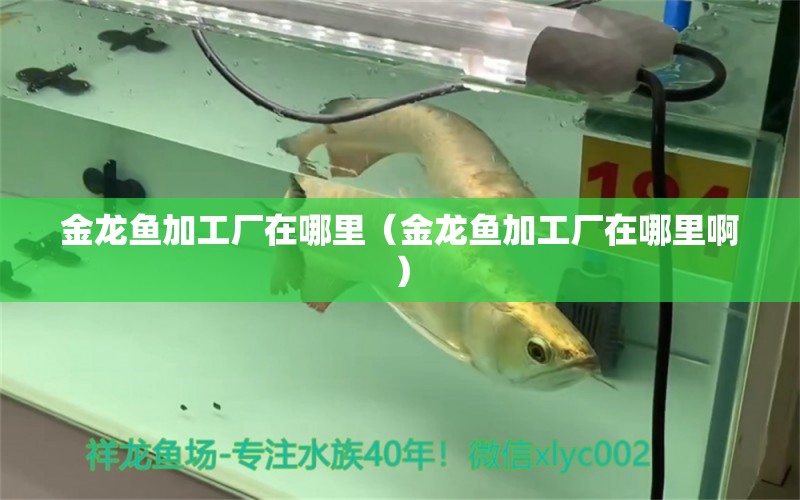 金龍魚加工廠在哪里（金龍魚加工廠在哪里?。? title=