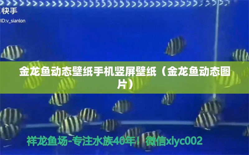 金龍魚動態(tài)壁紙手機豎屏壁紙（金龍魚動態(tài)圖片）