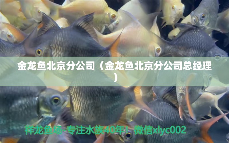 金龍魚北京分公司（金龍魚北京分公司總經(jīng)理）