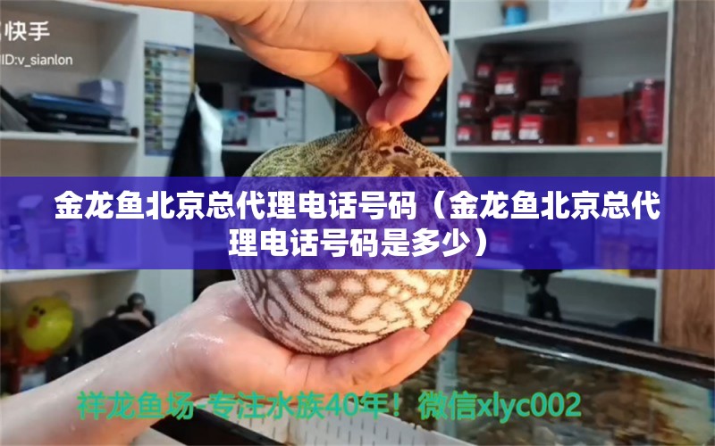 金龍魚北京總代理電話號碼（金龍魚北京總代理電話號碼是多少） 雪龍魚