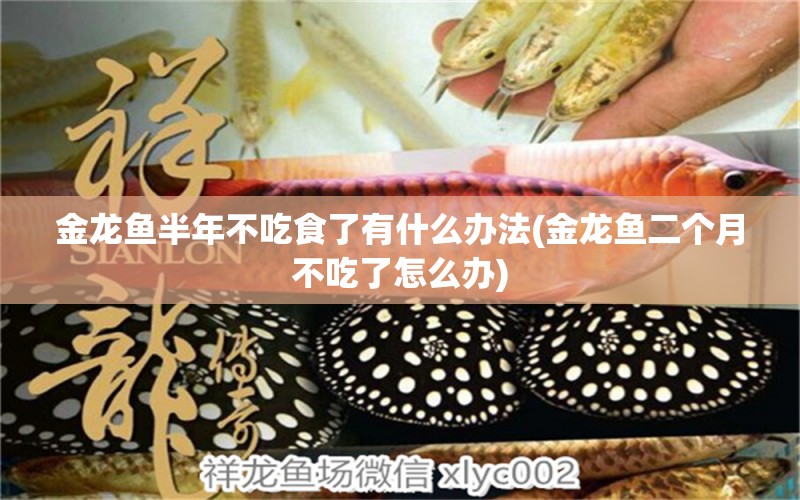 金龍魚半年不吃食了有什么辦法(金龍魚二個(gè)月不吃了怎么辦)