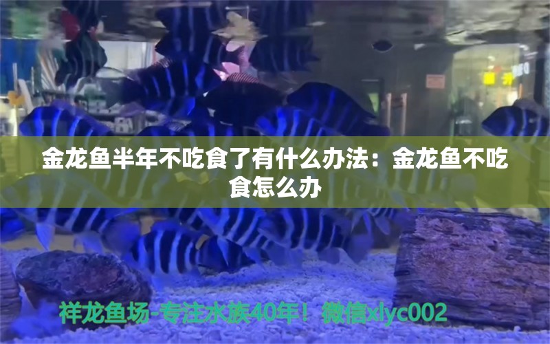 金龍魚半年不吃食了有什么辦法：金龍魚不吃食怎么辦