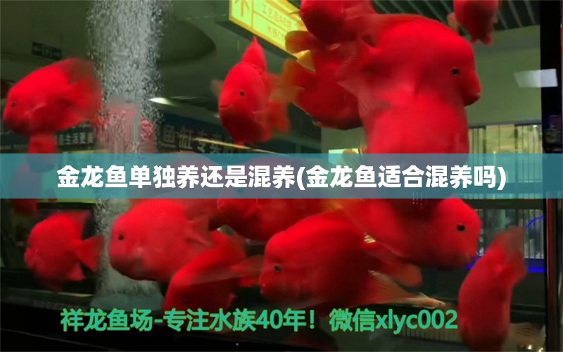 金龍魚單獨養(yǎng)還是混養(yǎng)(金龍魚適合混養(yǎng)嗎) 熊貓異形魚L46