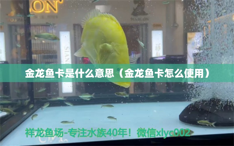 金龍魚卡是什么意思（金龍魚卡怎么使用） 海水魚