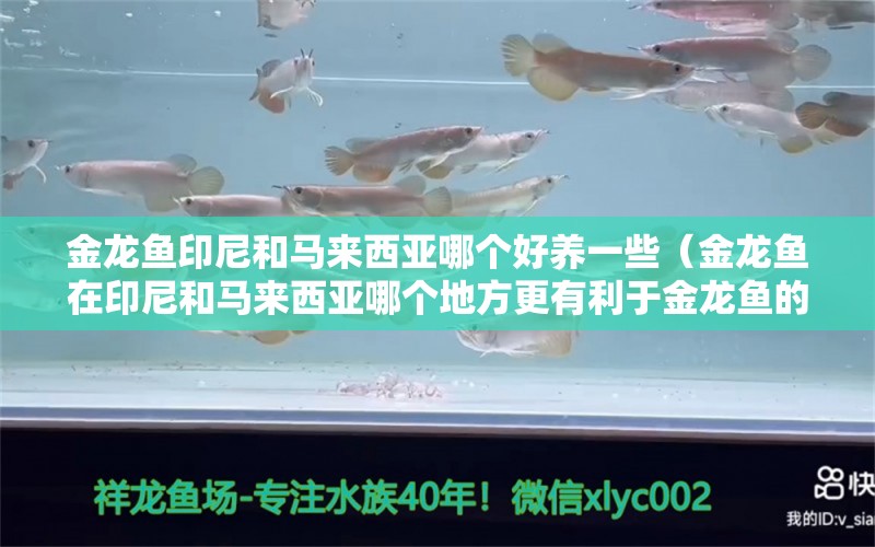 金龍魚印尼和馬來(lái)西亞哪個(gè)好養(yǎng)一些（金龍魚在印尼和馬來(lái)西亞哪個(gè)地方更有利于金龍魚的健康管理） 水族問(wèn)答 第1張