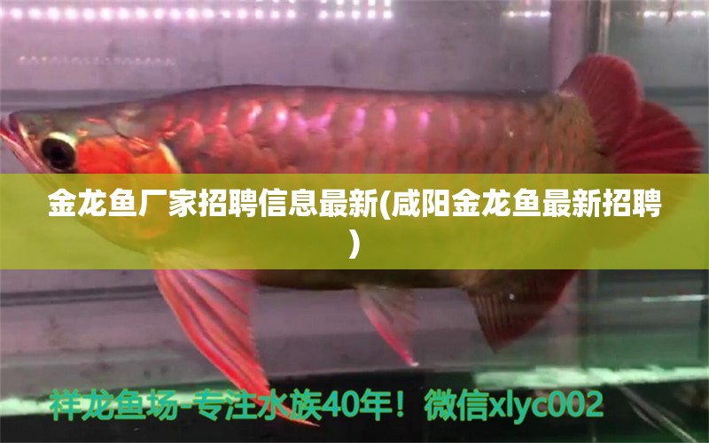 金龍魚廠家招聘信息最新(咸陽金龍魚最新招聘) 一眉道人魚