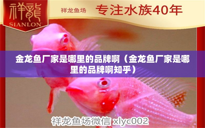 金龍魚廠家是哪里的品牌?。ń瘕堲~廠家是哪里的品牌啊知乎）