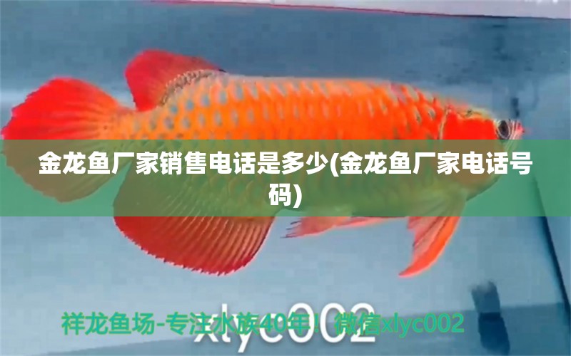 金龍魚廠家銷售電話是多少(金龍魚廠家電話號碼) 魚缸百科