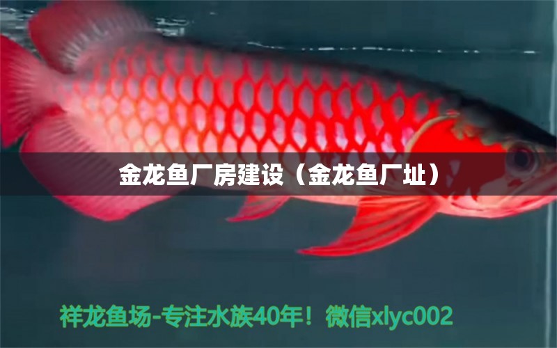 金龍魚(yú)廠房建設(shè)（金龍魚(yú)廠址） 觀賞魚(yú)批發(fā)