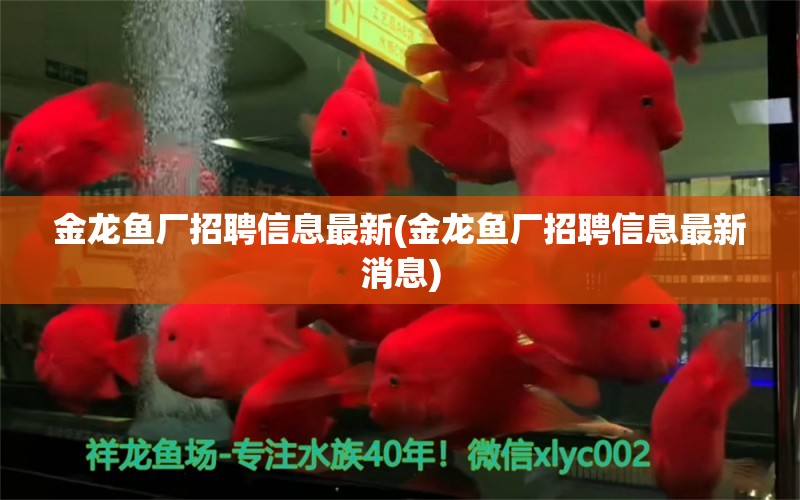 金龍魚廠招聘信息最新(金龍魚廠招聘信息最新消息) 錦鯉池魚池建設(shè)