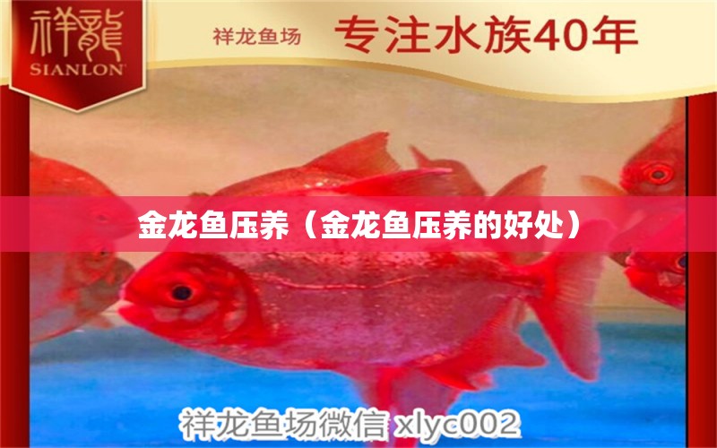 金龍魚壓養(yǎng)（金龍魚壓養(yǎng)的好處） 觀賞龜/鱉飼料