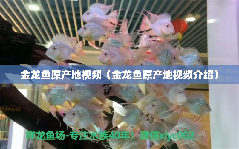 金龍魚原產(chǎn)地視頻（金龍魚原產(chǎn)地視頻介紹）