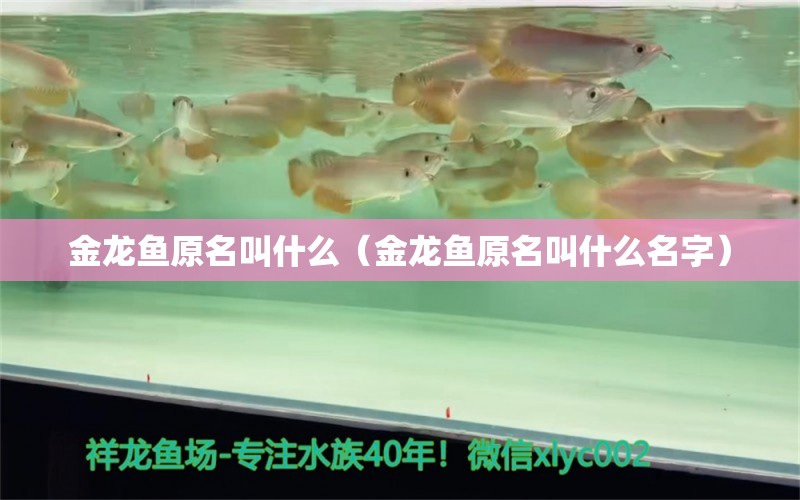 金龍魚原名叫什么（金龍魚原名叫什么名字）