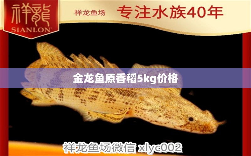 金龍魚原香稻5kg價格