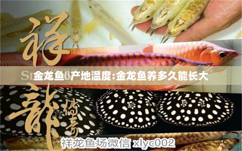 金龍魚(yú)厡產(chǎn)地溫度:金龍魚(yú)養(yǎng)多久能長(zhǎng)大