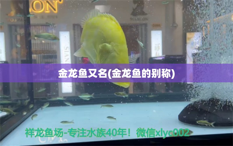 金龍魚又名(金龍魚的別稱) 野彩魚