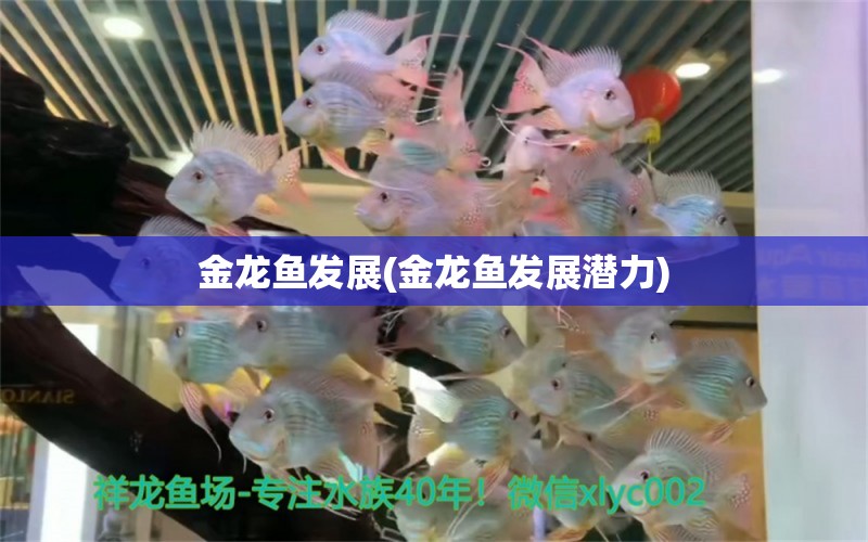 金龍魚發(fā)展(金龍魚發(fā)展?jié)摿?