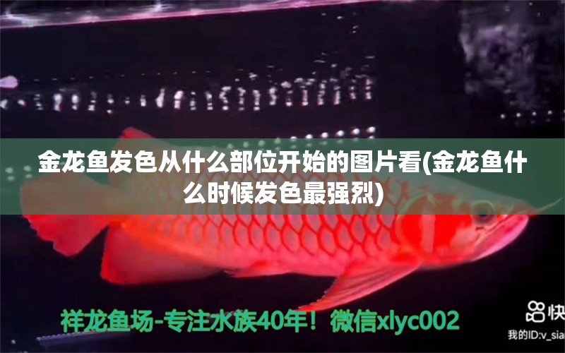 金龍魚發(fā)色從什么部位開始的圖片看(金龍魚什么時(shí)候發(fā)色最強(qiáng)烈) 賽級(jí)紅龍魚 第1張