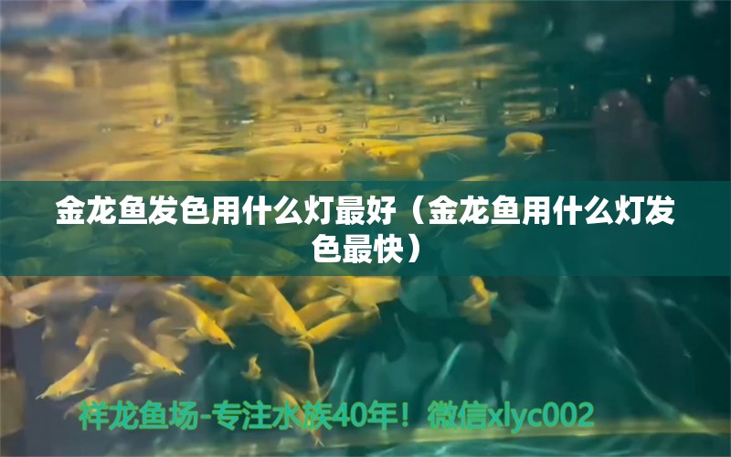 金龍魚發(fā)色用什么燈最好（金龍魚用什么燈發(fā)色最快） 水族燈（魚缸燈） 第1張